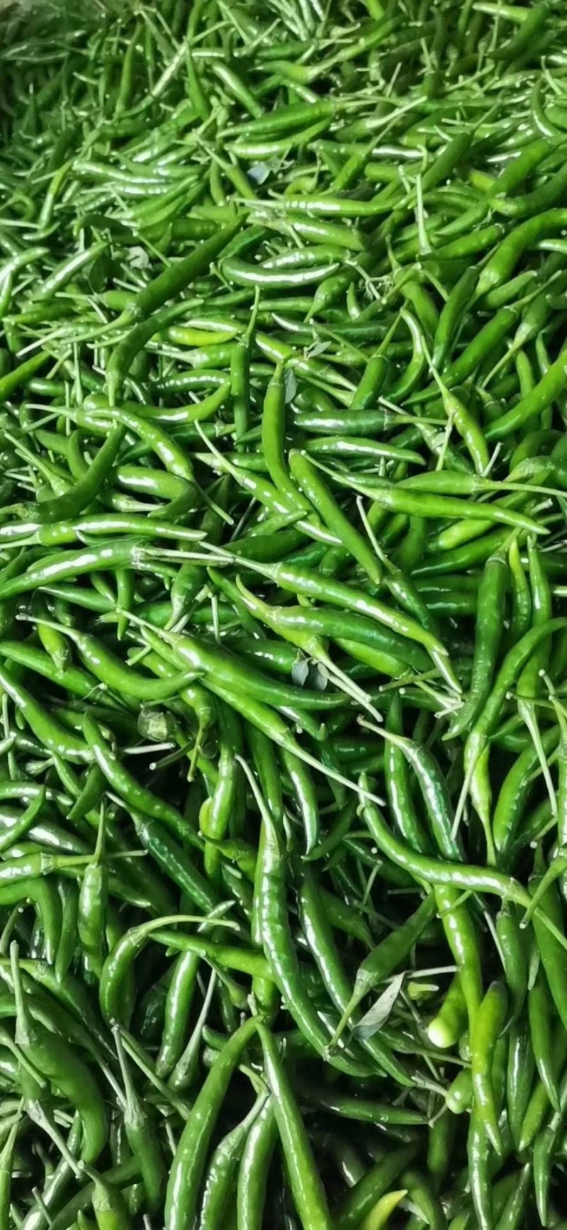 青小米椒