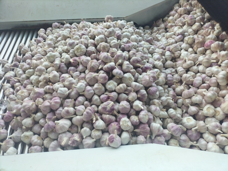 邳州精品大蒜、每个等级都有货、产地直发。