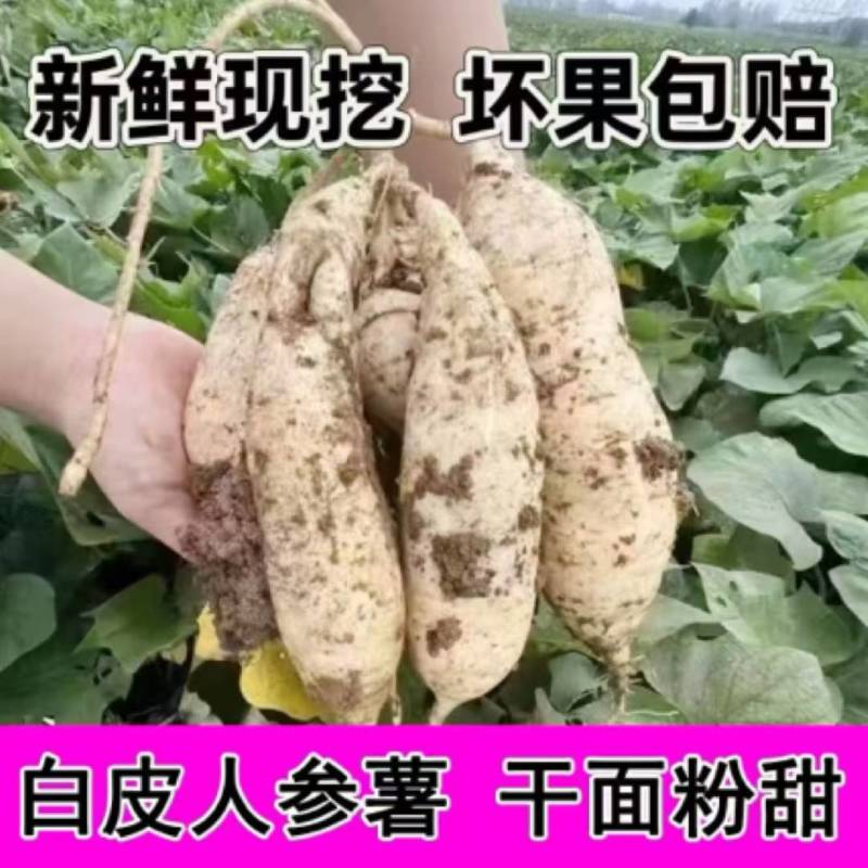 白皮白心人参薯电商一件代发