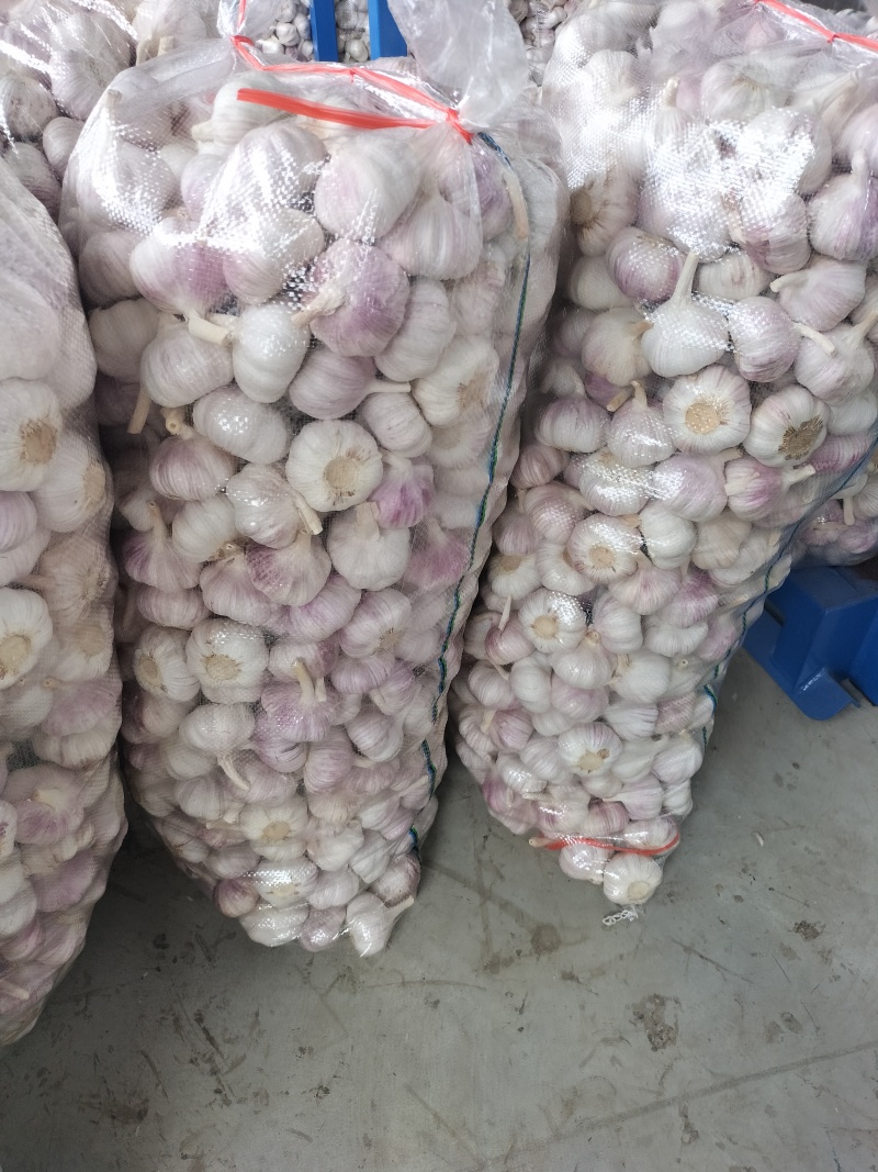 邳州精品大蒜、每个等级都有货、产地直发。
