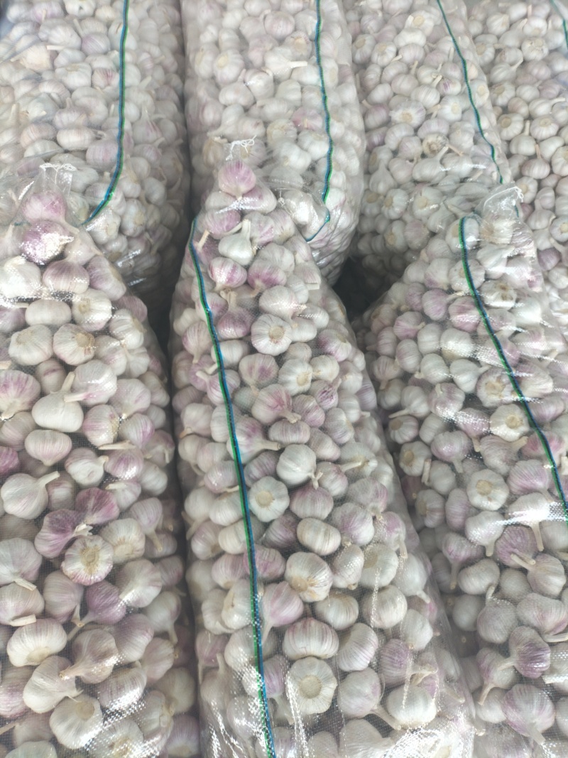 邳州精品大蒜、每个等级都有货、产地直发。