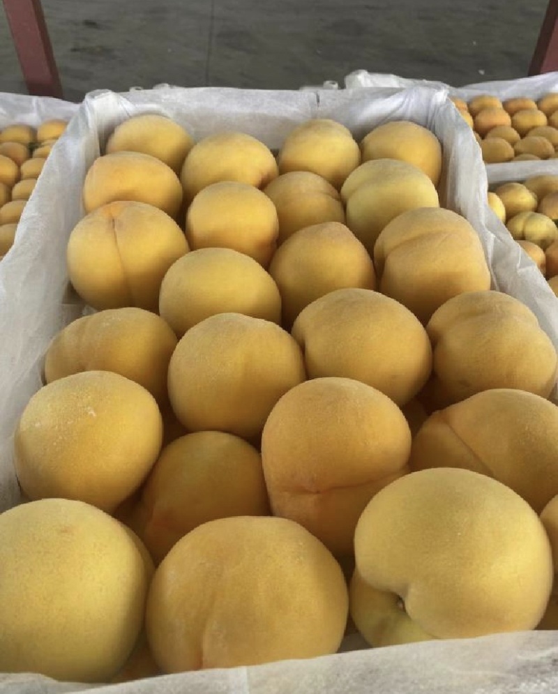 砀山黄桃，市场货，加工厂货全国发货，价格可谈，保质保量，
