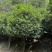 广东乐昌大量丹桂供应