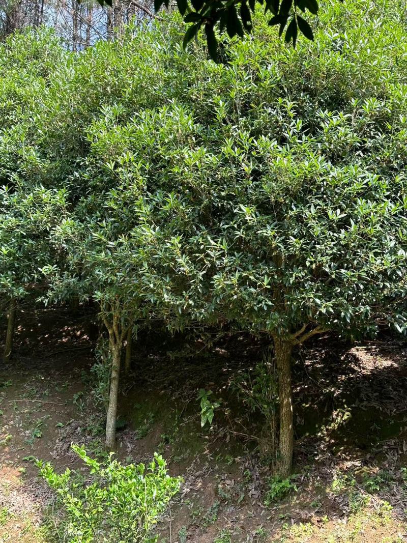 广东乐昌大量丹桂供应
