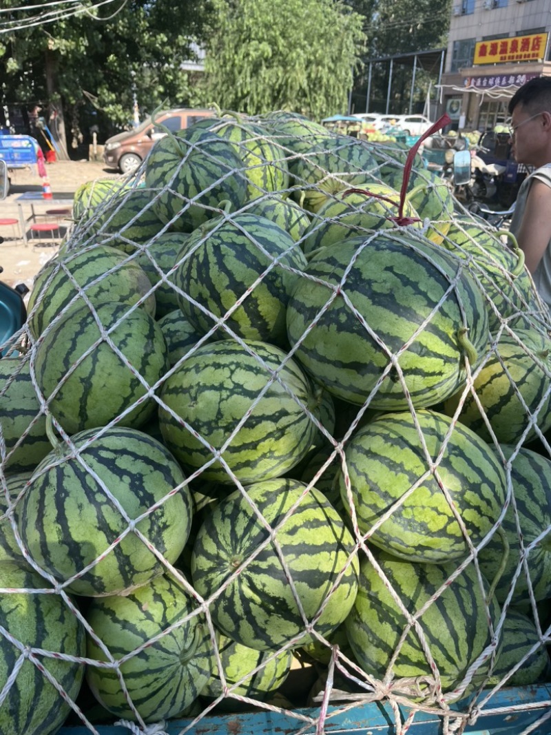 河南开封通许万亩西瓜基地开园，欢迎前来选购
