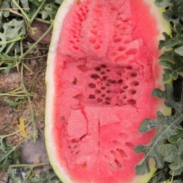 石头瓜