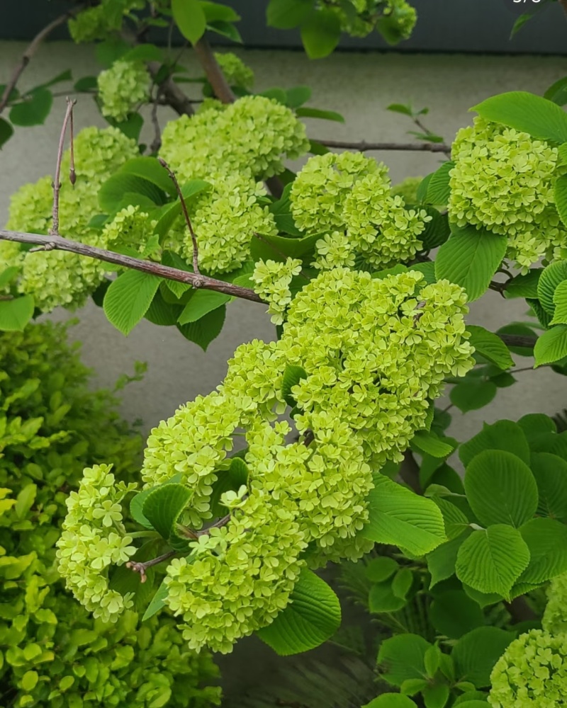 麻叶木绣球袋苗可用于园林工程绿化全国各地可发货