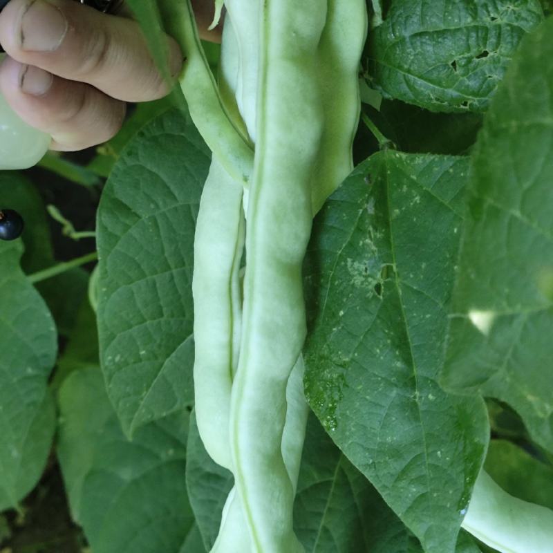 白优衣。四季豆大量上市。