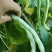 白优衣。四季豆大量上市。