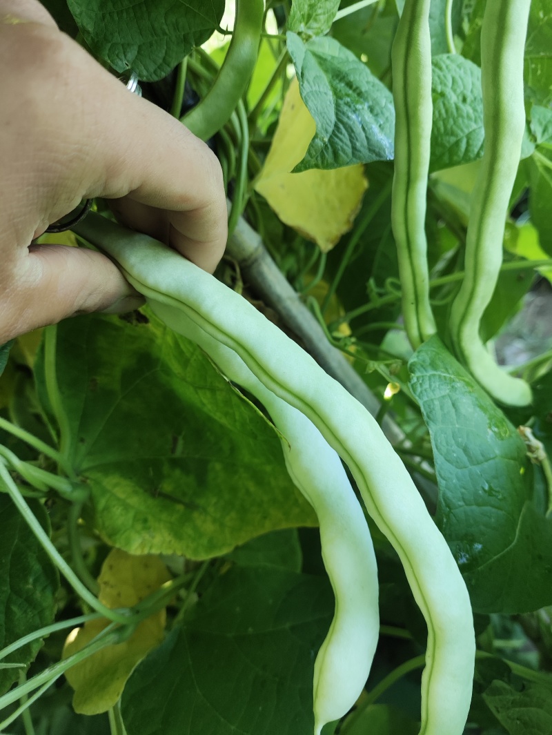 白优衣。四季豆大量上市。
