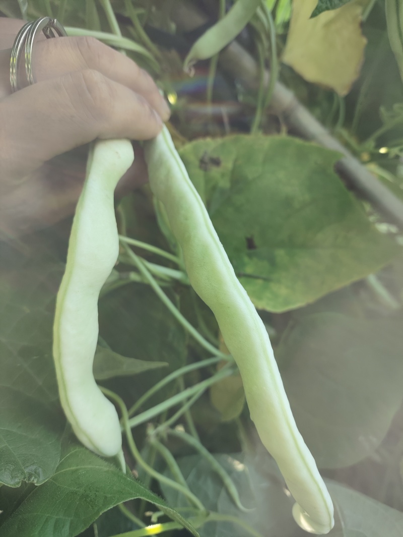 白优衣。四季豆大量上市。