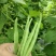 白优衣。四季豆大量上市。