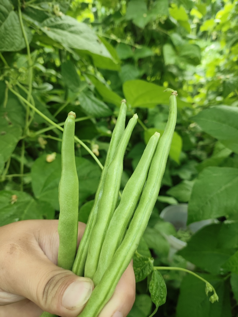 白优衣。四季豆大量上市。