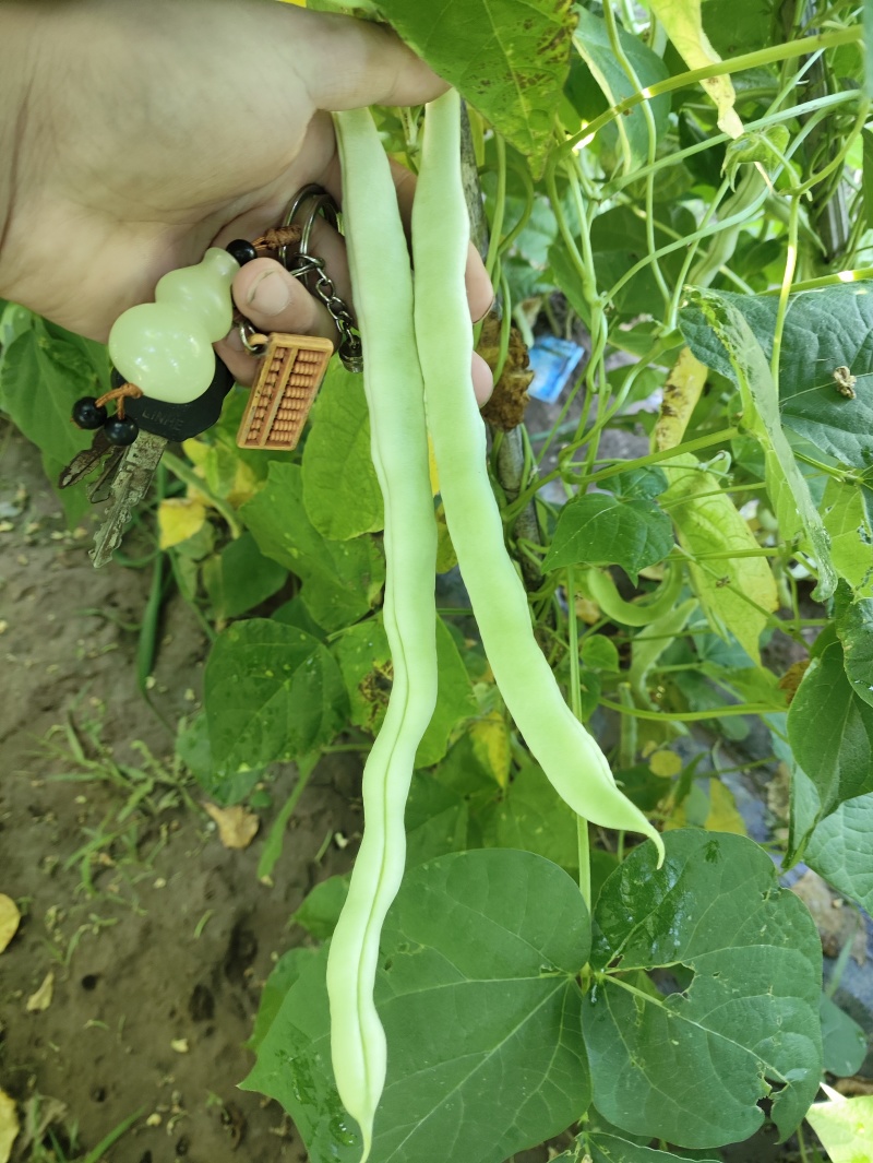 白优衣。四季豆大量上市。