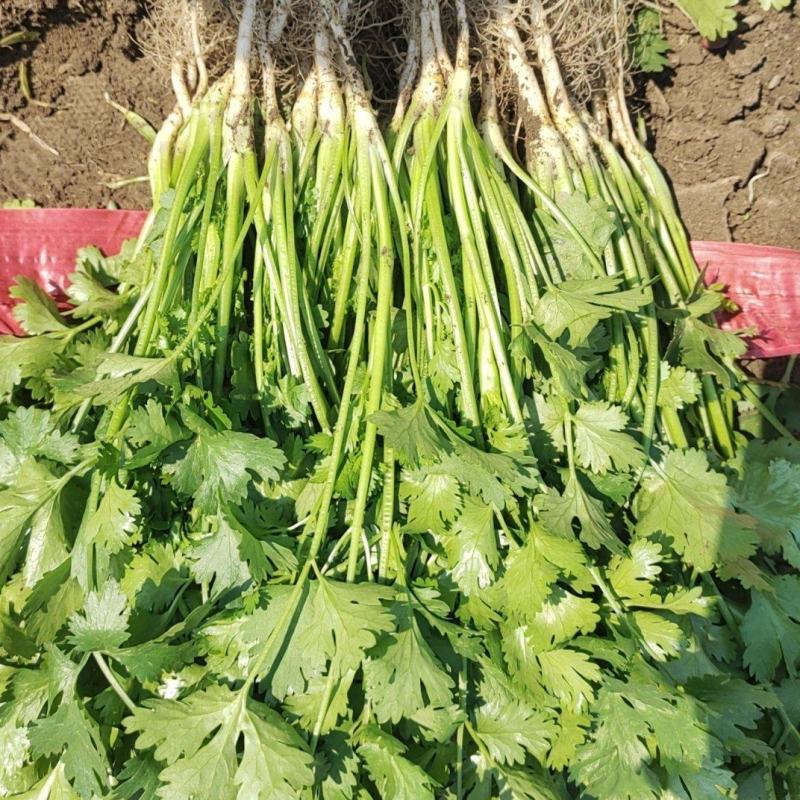 精品大叶香菜香菜上市！欢迎采购！对接各大市场