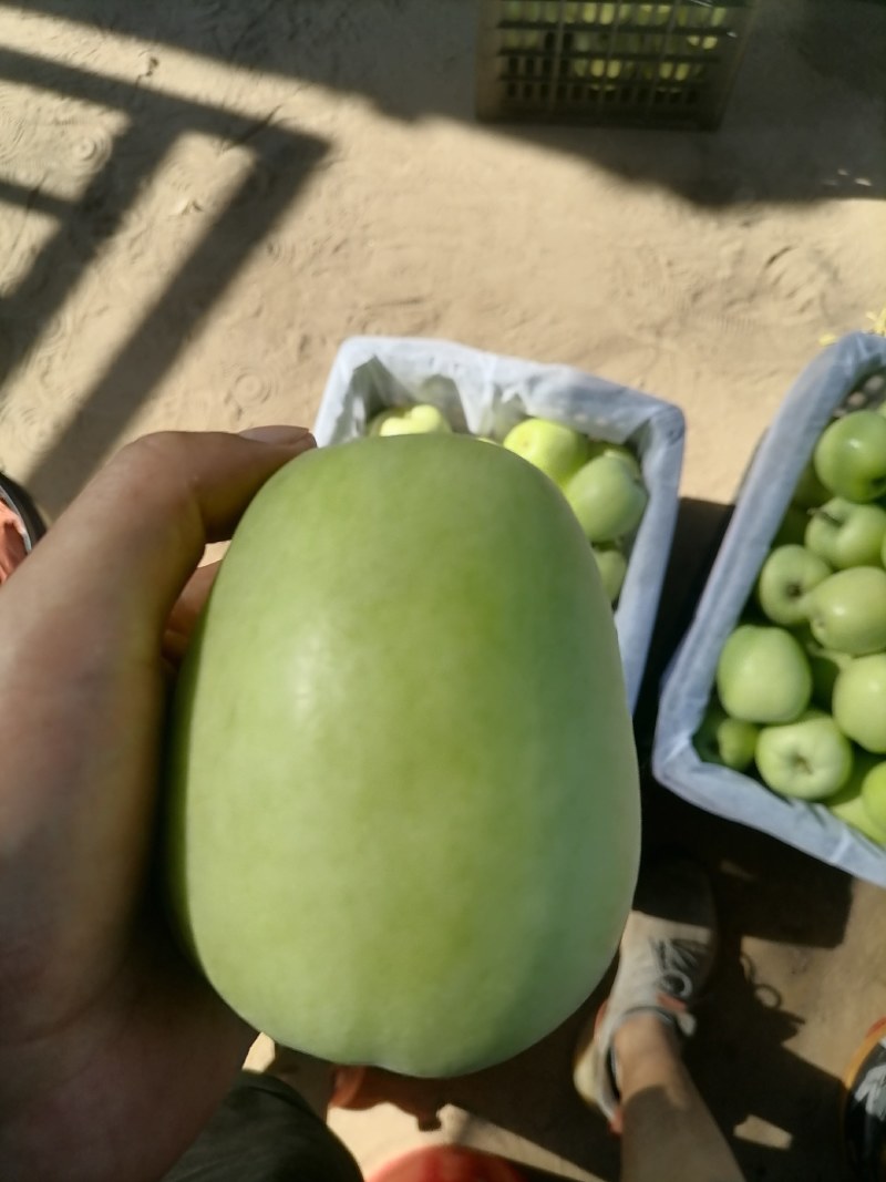 华硕青苹果