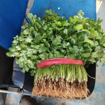 大叶香菜吉林香菜大量供应，对接全国市场欢迎咨询
