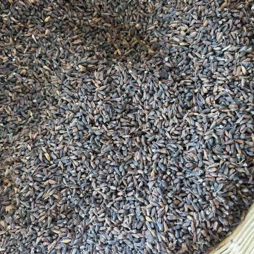 百花百部种子