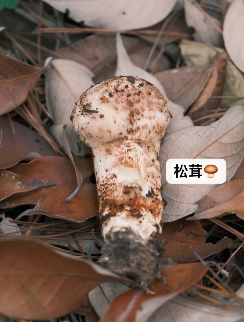 松茸