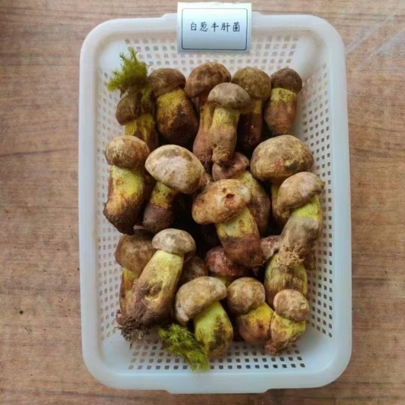 松茸