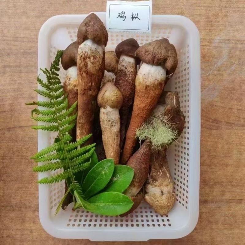 松茸