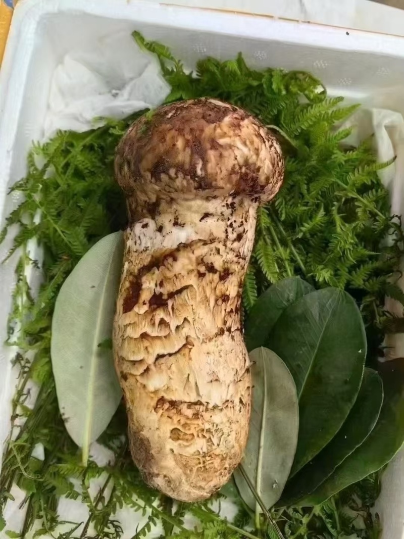 松茸