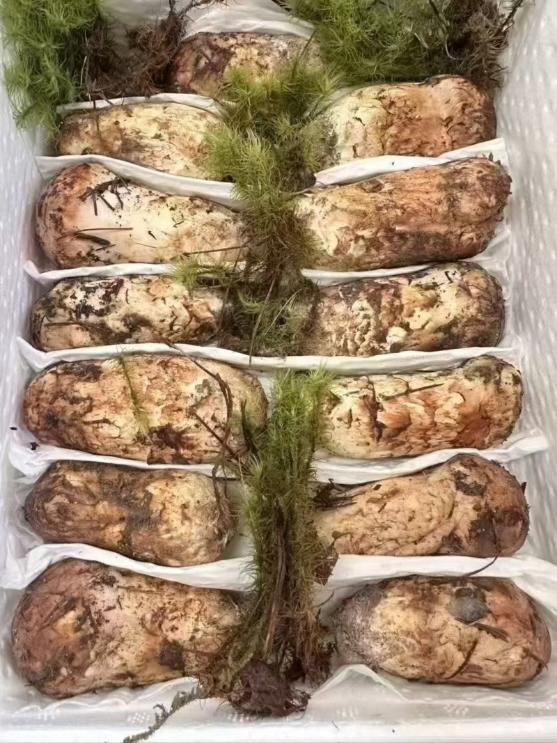 松茸