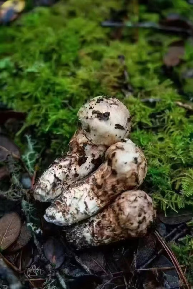 松茸