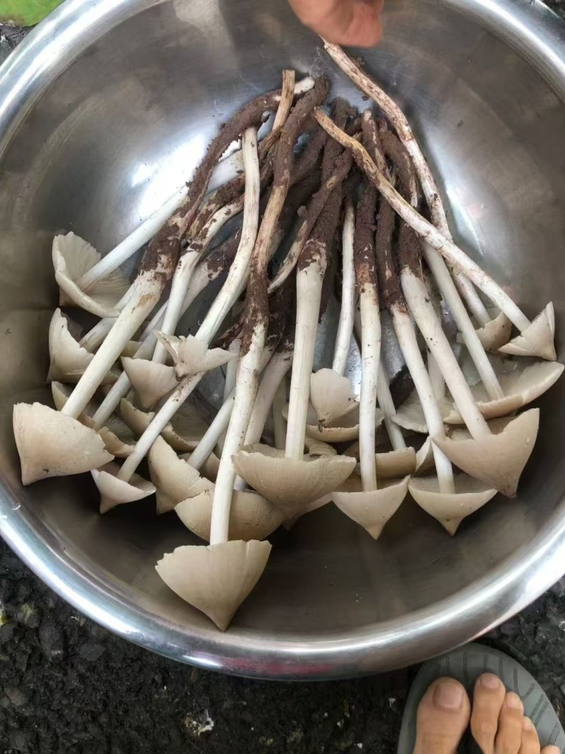 油鸡枞、纯野生油鸡枞