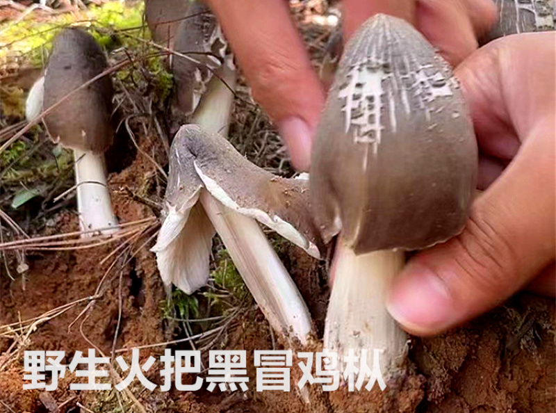 油鸡枞、纯野生油鸡枞