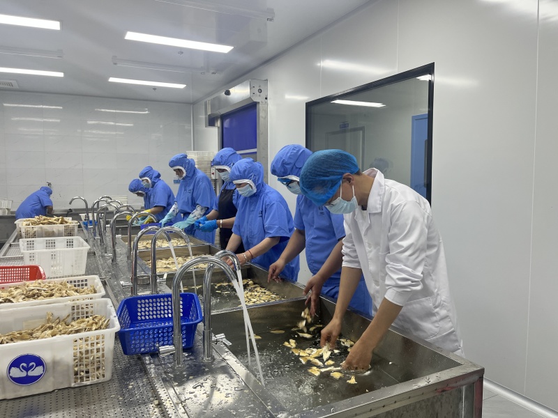 油鸡枞、纯野生油鸡枞
