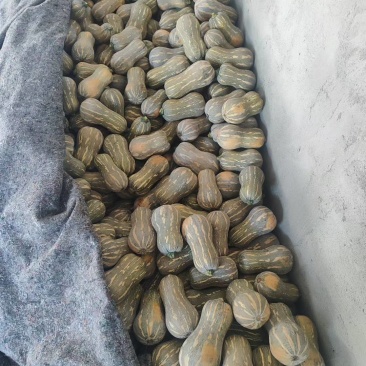 小金香南瓜