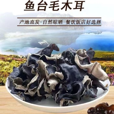 精选优质毛耳餐饮批发电商食品加工厂货源充足供应