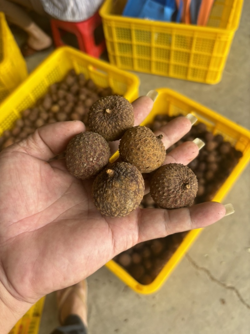 荔枝干，鸡嘴，桂味，糯米滋，无核荔枝