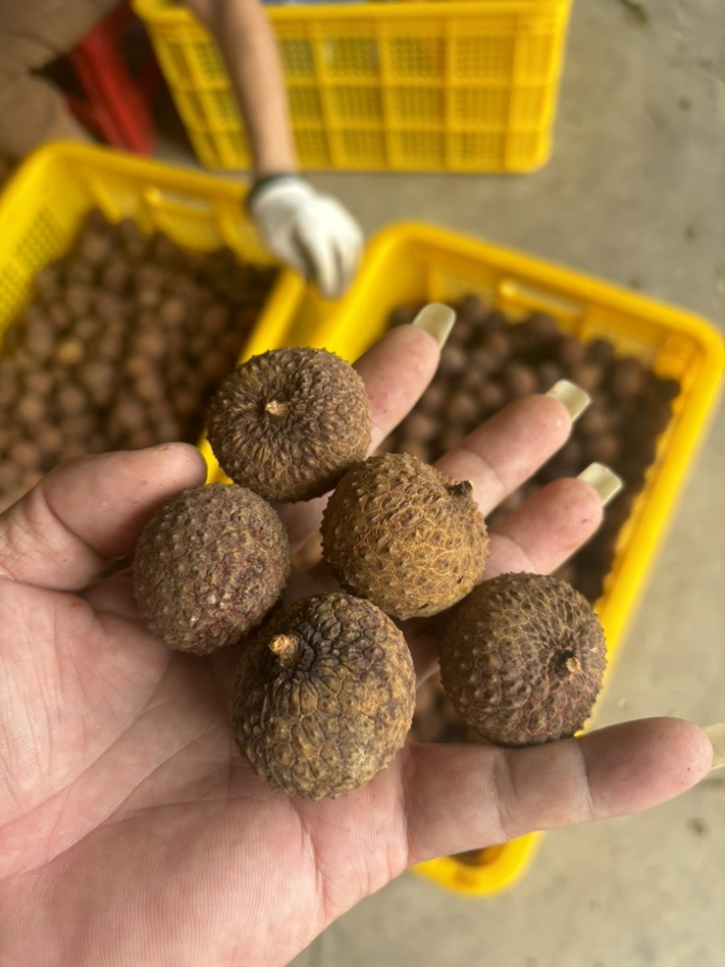 荔枝干，鸡嘴，桂味，糯米滋，无核荔枝