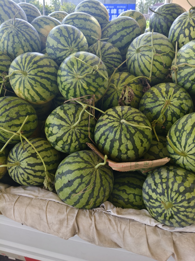 优质美都西瓜