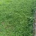 鱼腥草