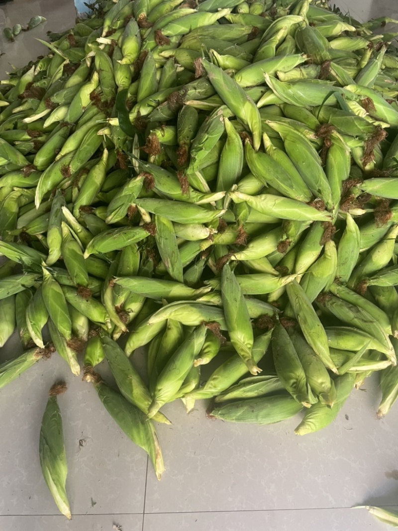 鲜玉米，水果玉米，现摘！