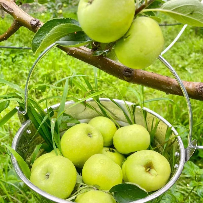【正宗青苹】头茬青苹果新鲜水果专业一件代发