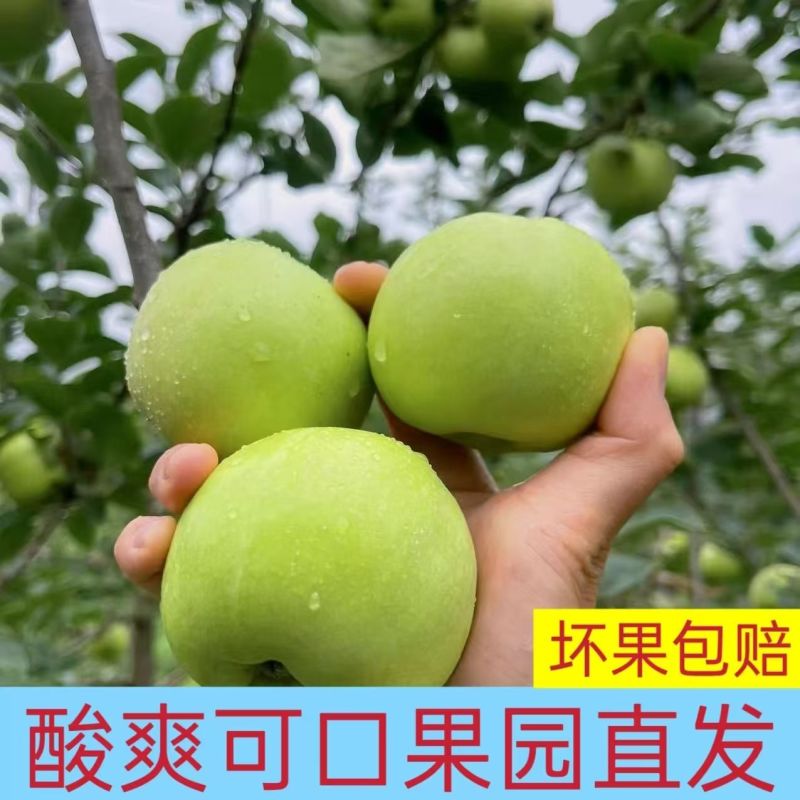 【正宗青苹】头茬青苹果新鲜水果专业一件代发