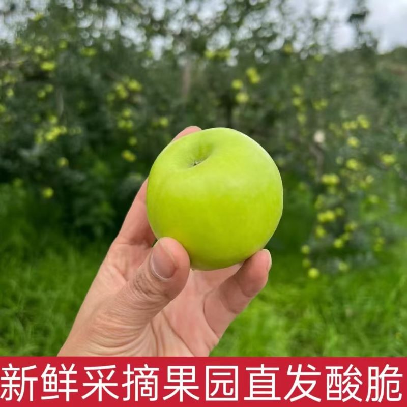【正宗青苹】头茬青苹果新鲜水果专业一件代发