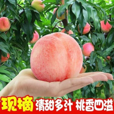 【坏果包赔】现摘水蜜桃新鲜水果软脆两吃专业一件代发