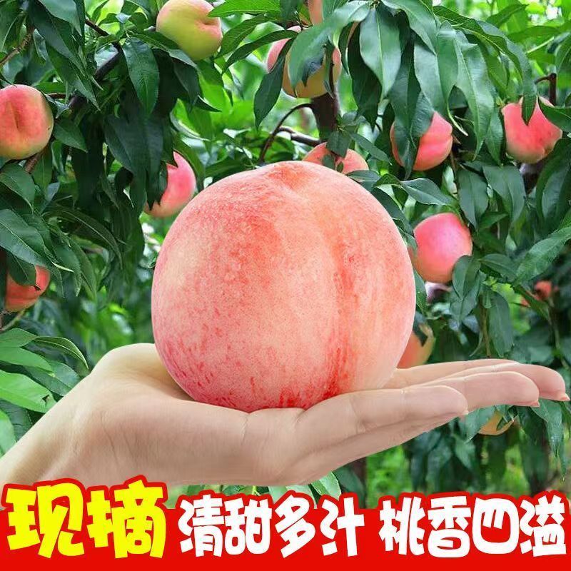 【坏果包赔】现摘水蜜桃新鲜水果软脆两吃专业一件代发