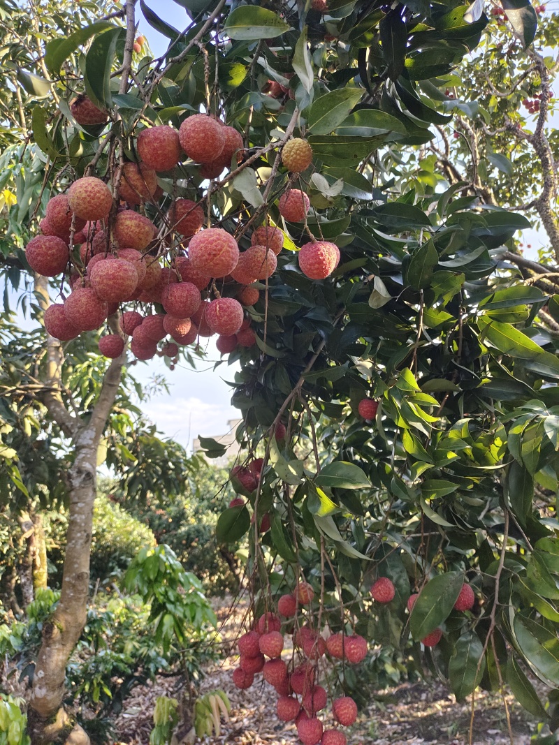 荔枝禾荔