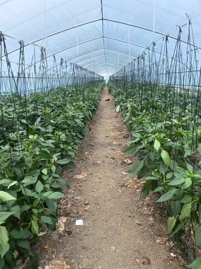[推荐]精品螺丝椒/基地直发/对接商超批发市场/欢迎咨询