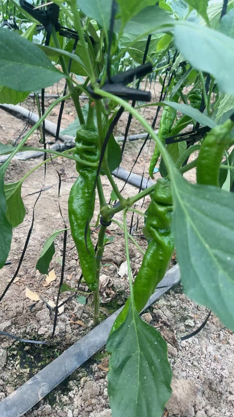 [推荐]精品螺丝椒/基地直发/对接商超批发市场/欢迎咨询