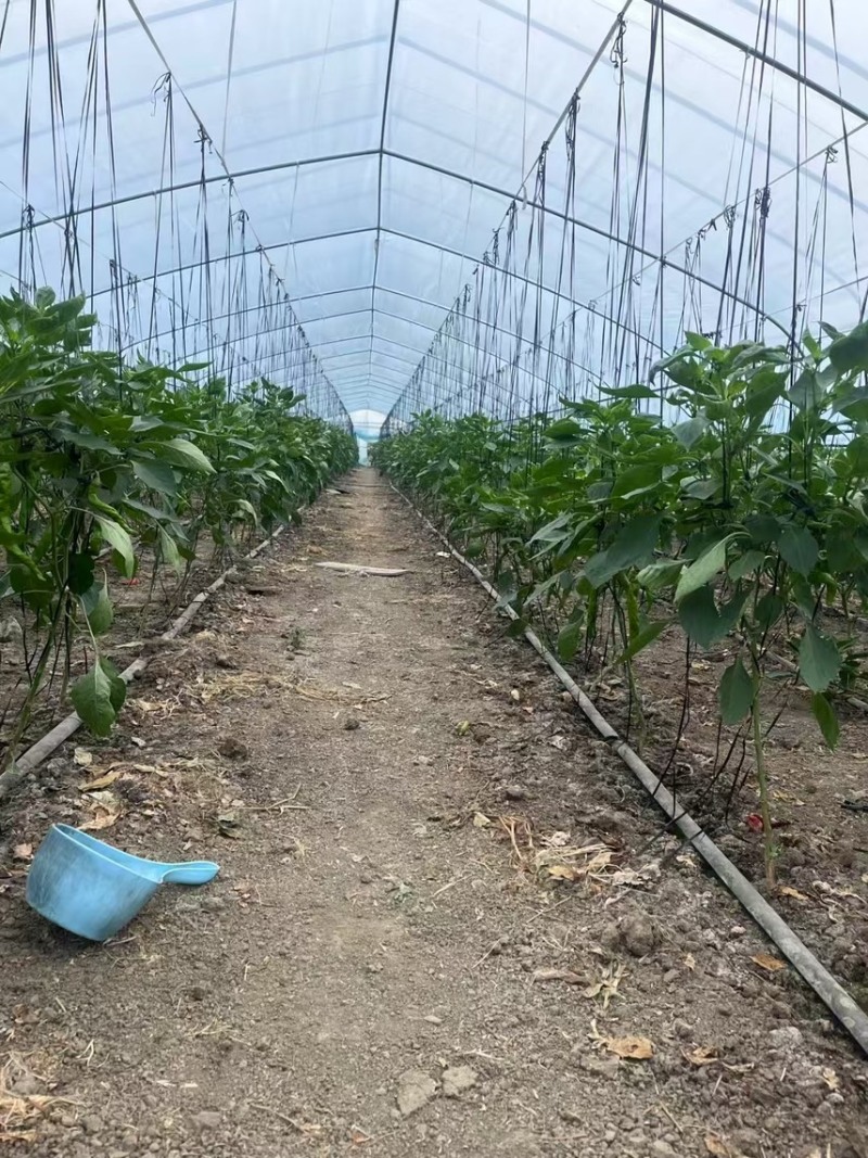 [推荐]精品螺丝椒/基地直发/对接商超批发市场/欢迎咨询
