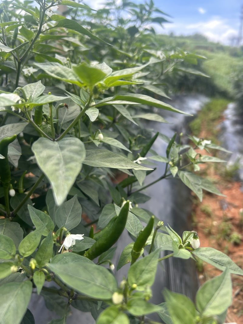 高原山地小米辣，自家种植，量大价格从优