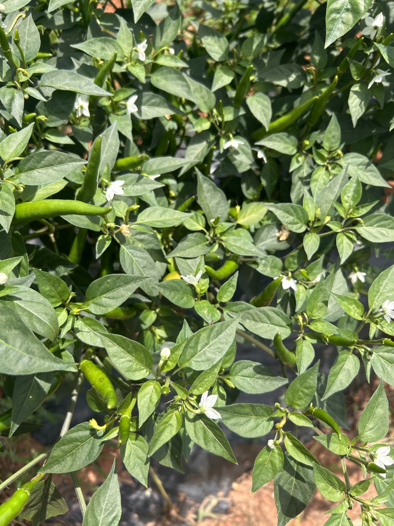 高原山地小米辣，自家种植，量大价格从优