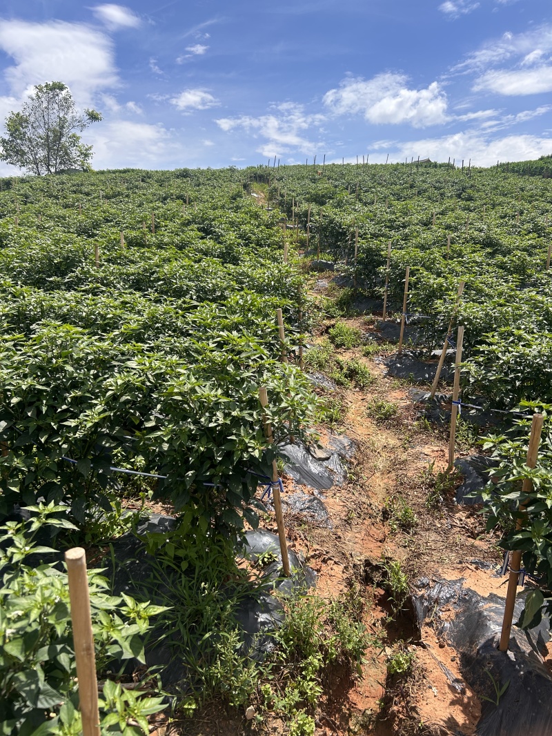 高原山地小米辣，自家种植，量大价格从优